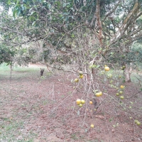 Venda de Chácara em Osório em Valença-RJ