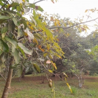 Venda de Chácara em Osório em Valença-RJ