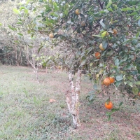 Venda de Chácara em Osório em Valença-RJ