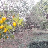 Venda de Chácara em Osório em Valença-RJ